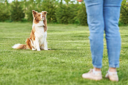 Chocolate White Border Collie with woman ownerの写真素材