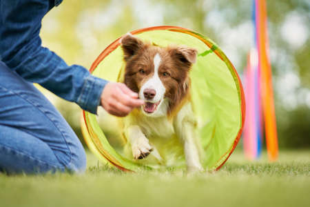 Chocolate White Border Collie with woman ownerの写真素材