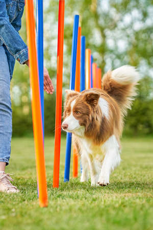 Chocolate White Border Collie with woman ownerの写真素材