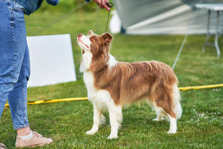 Chocolate White Border Collie with woman ownerの写真素材