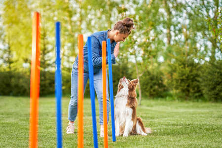 Chocolate White Border Collie with woman owner