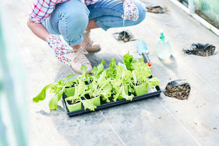 Young woman gardener working in greenhouse with lettuceの写真素材