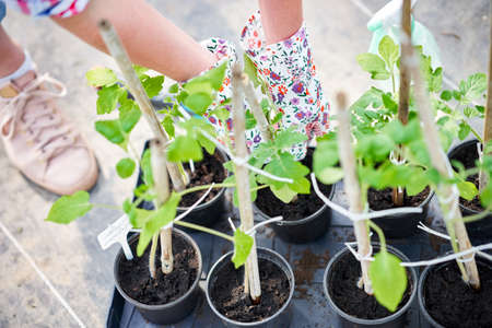 Young woman gardener working with tomatos in greenhouseの写真素材