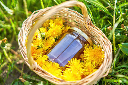 Basket of fresh yellow natural dandelion herb