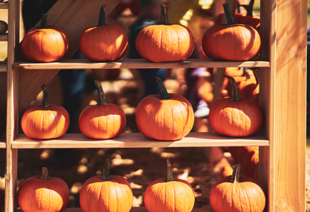 Nice and colorful pumpkin on wooden shelvesの写真素材