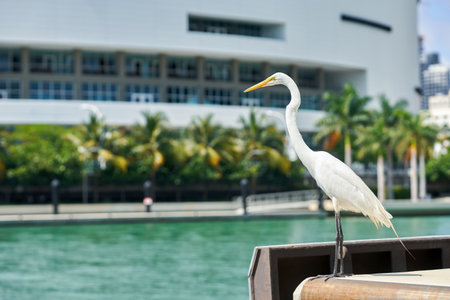 A white egret near waterfront against urban backdrop displays urban wildlife in nature Miamiの写真素材
