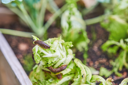 Photo of brown snail attacking garden vegetablesの写真素材