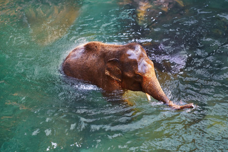 Photo of the elephant in the waterの写真素材