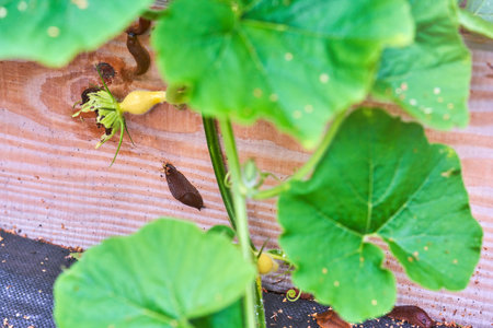 Photo of brown snail attacking garden vegetablesの写真素材