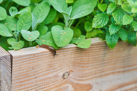 Photo of brown snail attacking garden vegetablesの写真素材