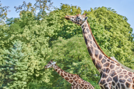 Photo of two giraffe in the zooの写真素材