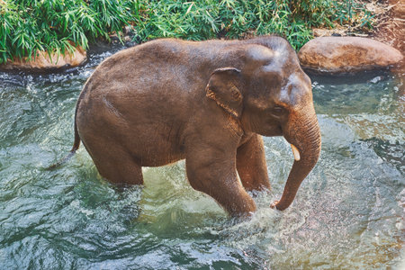 Photo of the elephant in the waterの写真素材