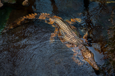Photo of big alligator in water zooの写真素材