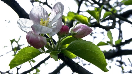 An apple tree blossom in springの写真素材