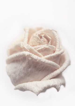 Withered white rose isolated on white background with shallow depth of fieldの写真素材