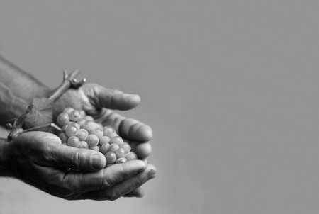Horizontal front view of hard working hands holding up a fresh white grape with leaf on grey backgroundの写真素材