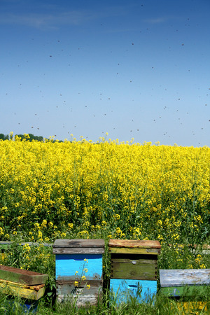 Colored beehives next to a canola field with bees flying around themの写真素材