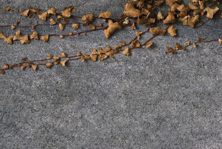 Horizontal front view of brown leaves grown on the top side of a concrete wallの写真素材