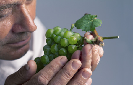 Horizontal portrait of a farmer holding a freshly harvested green grape in his left hand and...