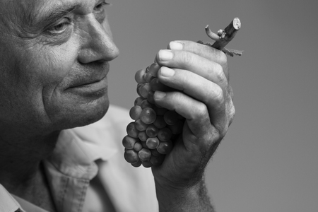 Horizontal portrait of a farmer holding a freshly harvested grape in his left hand and smelling itの写真素材