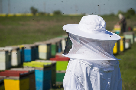 horizontal rear view of one beekeepers in protection suit looking over beehives with bees swarming aroundの写真素材