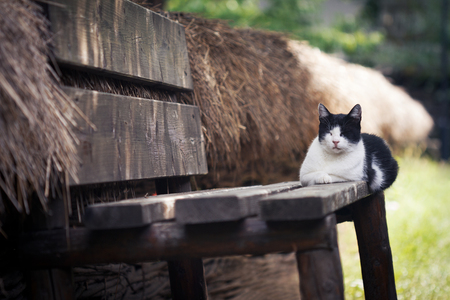 horizontal photo of a black and white cat sitting and sleeping on a wooden rural bench near a fenceの写真素材