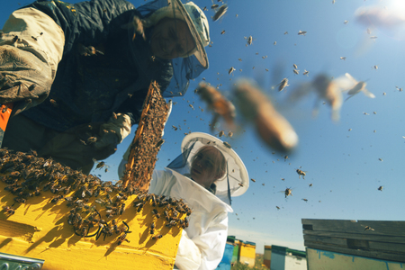 Horizontal front view of two beekeepers checking the honeycomb of a beehive with bees swarming...