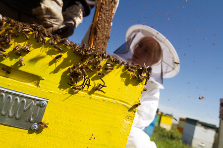Horizontal front view of a woman beekeeper checking the honeycomb of a beehive with bees swarming...