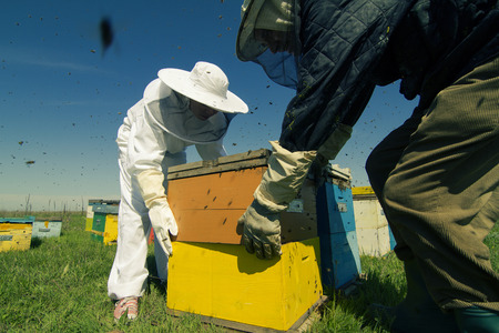 Horizontal rear view of two beekeepers working on the beehives with bees swarming around them