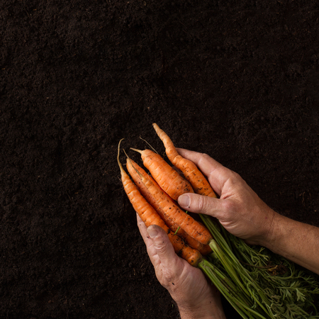 Top view of farmer hands holding carrots with green leaves against dark soil textureの写真素材