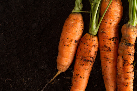 Top view of freshly harvested carrots with green leafs on dark soil background texture with copy...