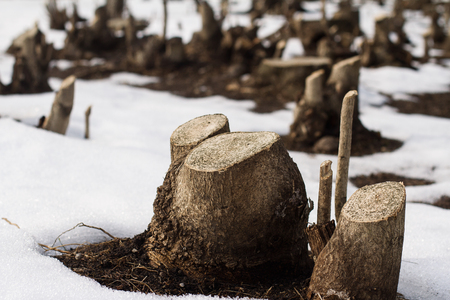 horizontal front view close up of many cut tree trunks on a field covered in snow in winter timeの写真素材