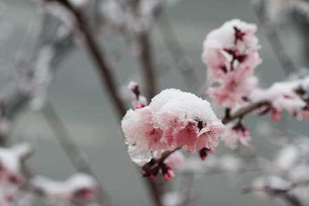 horizontal closeup of pink in bloom tree flowers covered in spring snow with branches in the background selective focusの写真素材