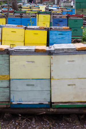 vertical view of colored beehives in a green garden springtime selective focus
