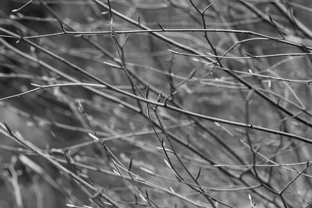 horizontal black and white texture of tree branches with offspring in the spring selective focusの写真素材