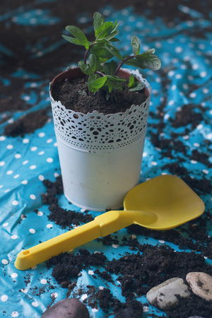 front view of mint plant being planted in a white vase with a yellow spade on a blue plastic sheet natural lightingの写真素材