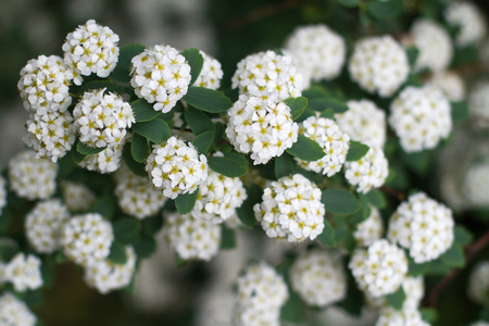 horizontal closeup with selective focus of white delicate blossoming small flowers with green leaves...