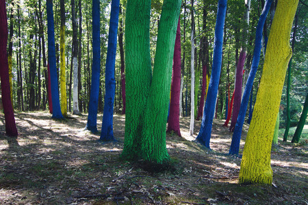 colorful forest with tree bark painted in many colorsの写真素材