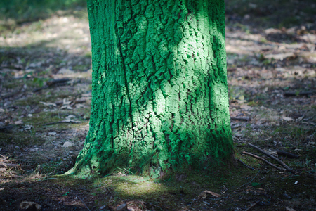 colorful forest with tree bark painted in many colorsの写真素材