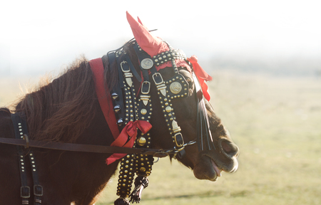 side view closeup of carriage horse head portrait with decorative red harness and bells against a green field の写真素材