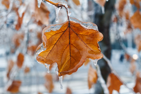 front view closeup of frozen brown leaf full of icicles with tree branches in the background during wintertimeの写真素材