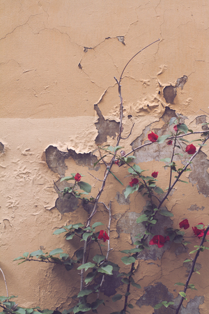 front view vintage closeup of red garden flower against beige wall with peeling paintの写真素材
