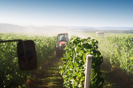 agriculture red tractors working in the vineyard rows in the morning light with blue sky and green hills in the background rising dustの写真素材