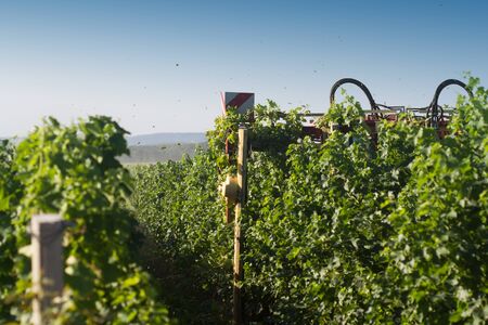 closeup of agriculture tractor equipment trimming and cutting the vineyard leaves in the morning lightの写真素材