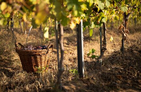 perspective view closeup of wicker brown baskets full of red and rose grapes in the morning sun with the autumn colored vineyard rows in the backgroundの写真素材