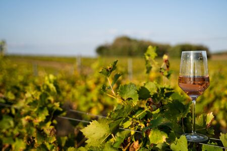 closeup front view glass of rose wine on steel wires in the morning light with green vineyard leaves and blue sky in the backgroundの写真素材