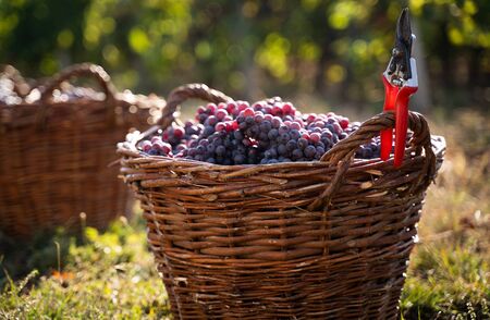 perspective view closeup of wicker brown baskets full of red and rose grapes in the morning sun with vine cutters in the foreground on green grassの写真素材