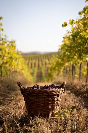 vertical perspective view closeup of wicker brown baskets full of red and rose grapes in the morning sun with the autumn colored vineyard rows in the backgroundの写真素材