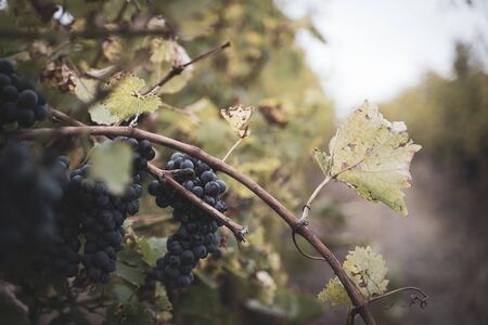 perspective view closeup of grapevine branch with black grapes and green leaves in the vineyards in the morning sun with the autumn colored vineyard rows in the backgroundの写真素材