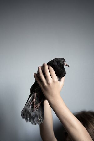 closeup front view of Caucasian little girl holding with har hands a black pigeon above her head against a grey backgroundの写真素材